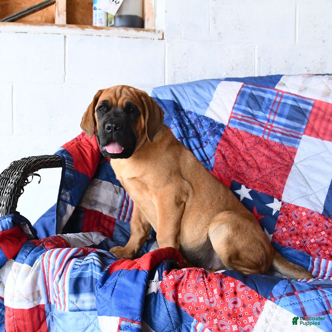Cane Corso dogs for sale: Reeses - Image 3