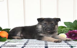 German Shepherd dogs for sale: Jasper - Image 3