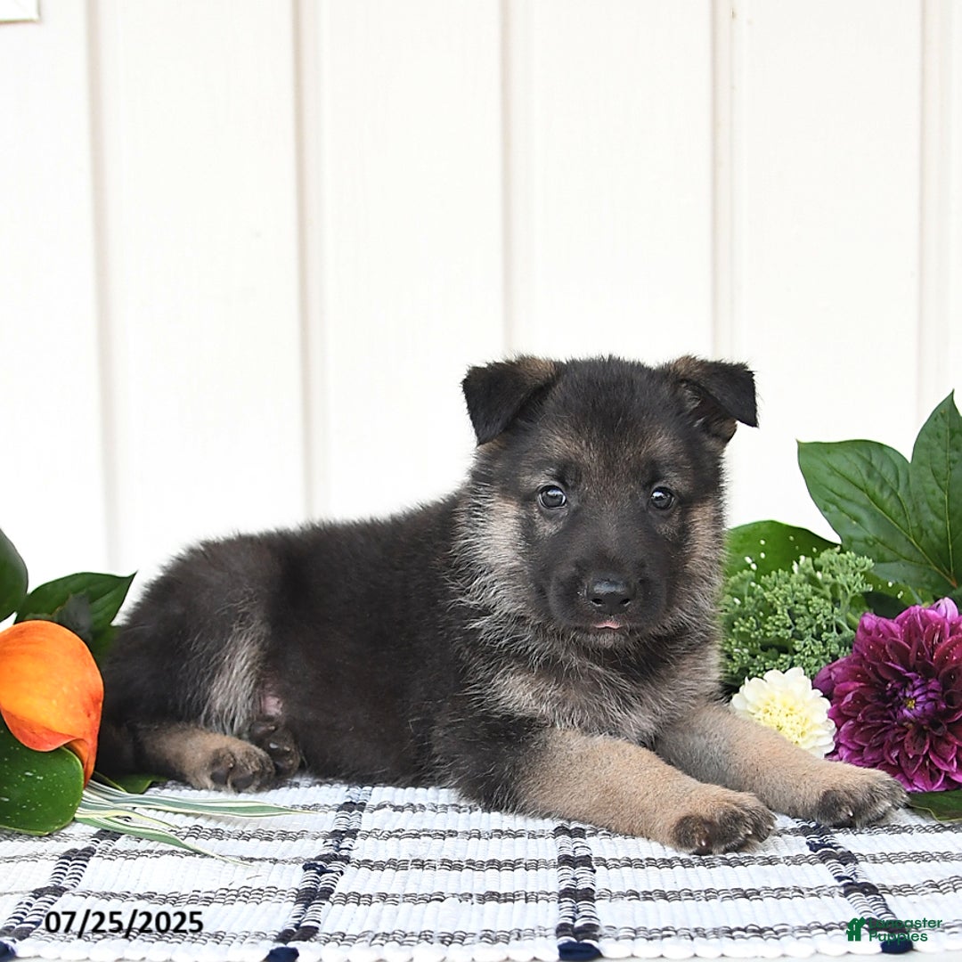 German Shepherd dogs for sale: Jasper - Image 3
