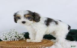 Cavapoo dogs for sale: Blossom - Image 1