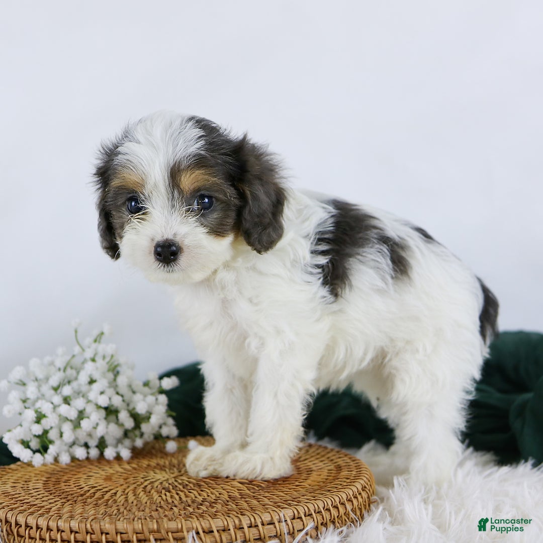 Cavapoo dogs for sale: Blossom - Image 1