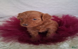 Mini Aussiedoodle dogs for sale: Ginger - Image 5