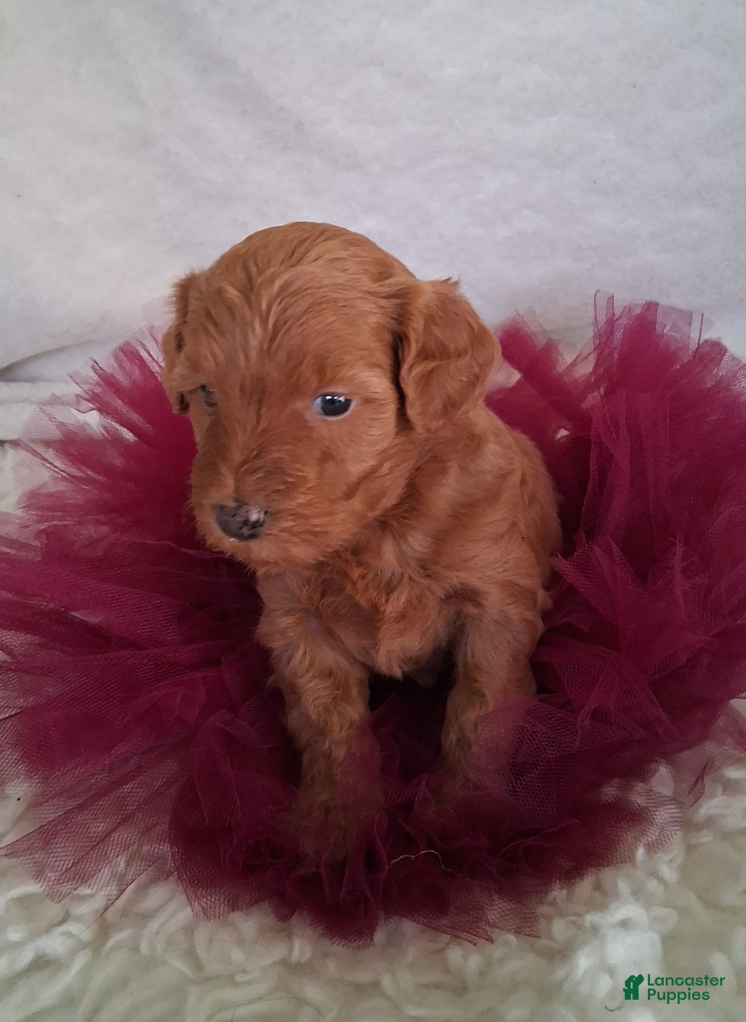 Mini Aussiedoodle dogs for sale: Ginger - Image 5