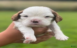 Cavalier King Charles Spaniel dogs for sale: Banner - Image 5