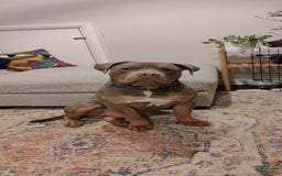 American Bully dogs for sale: Diesel - Image 11