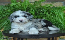 Mini Aussiedoodle dogs for sale: Cody - Image 3