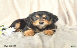Bernese Mountain Dog dogs for sale: Solomon - Image 2
