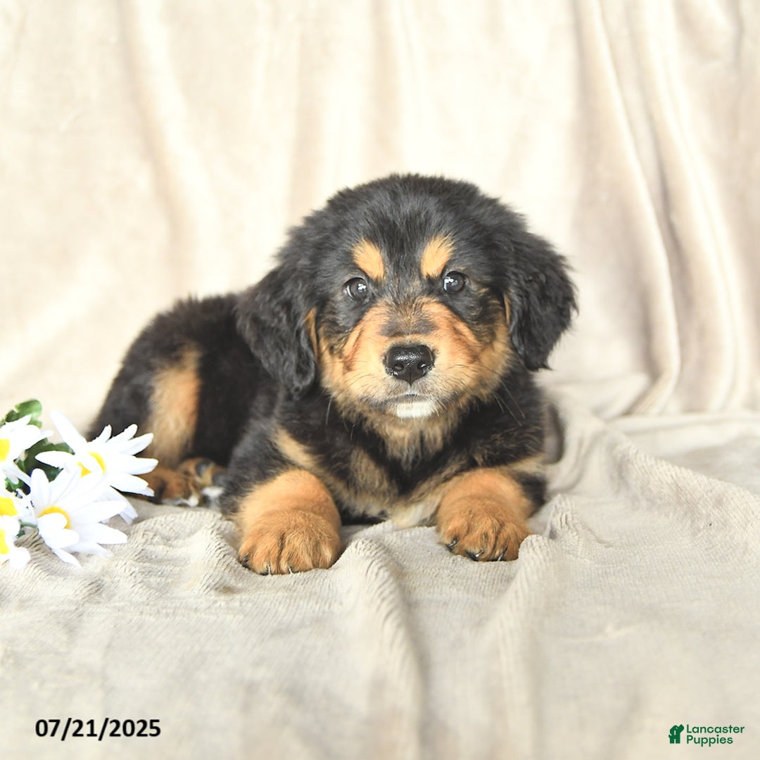 Bernese Mountain Dog dogs for sale: Solomon - Image 2