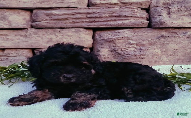 Cavapoo dogs for sale - Ad 1