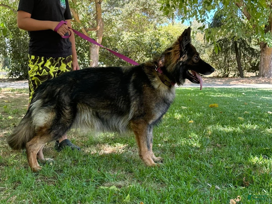 German Shepherd dogs for sale: Puppy 1 - Image 2
