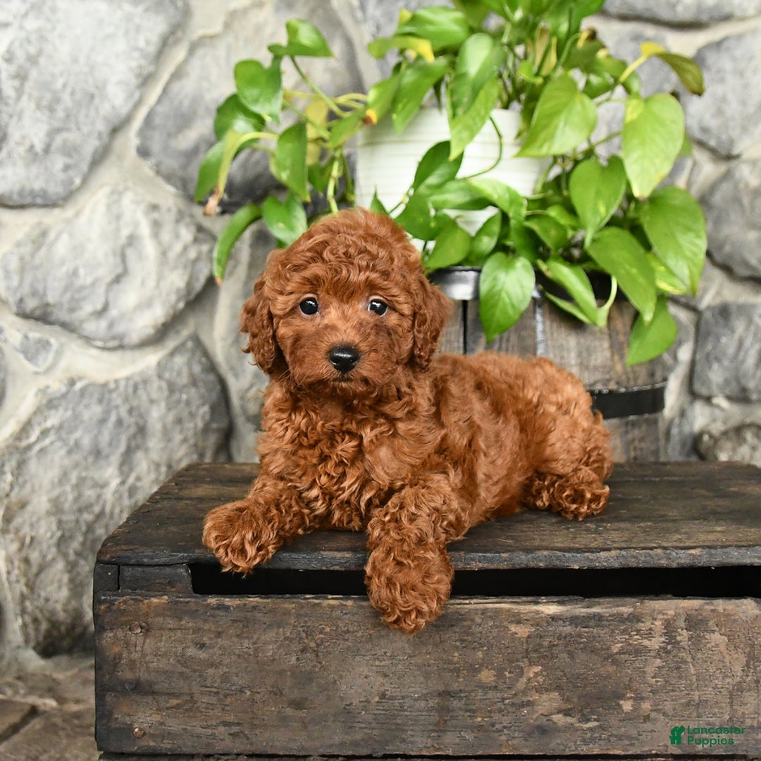 Cockapoo dogs for sale: Whisper - Image 4