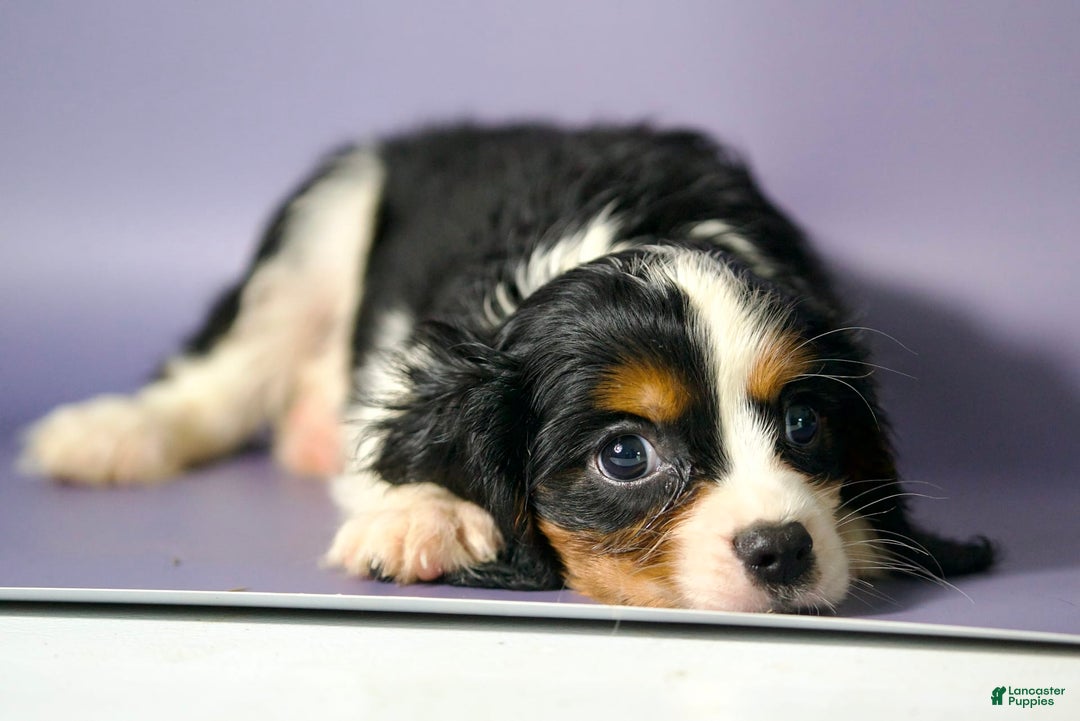 Cavalier King Charles Spaniel dogs for sale: Tommy - Image 3