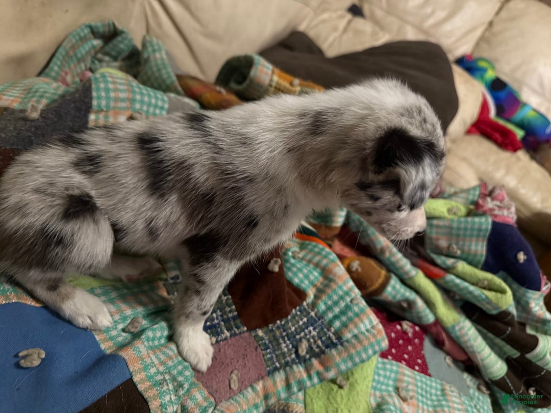 Border Collie dogs for sale: Daisy - Image 2