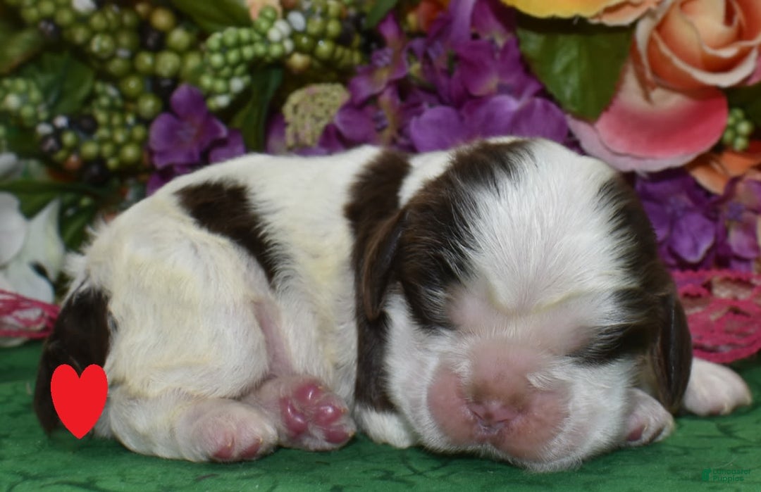 Cocker Spaniel dogs for sale: Bellachocolatetanparticockerpuppy - Image 1