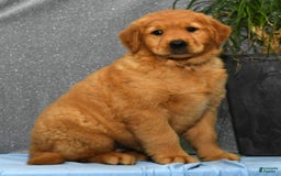 Golden Retriever dogs for sale: Millie - Image 2