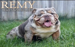 English Bulldog dogs for sale: Al capone - Image 6