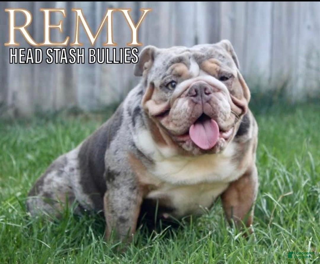 English Bulldog dogs for sale: Al capone - Image 6