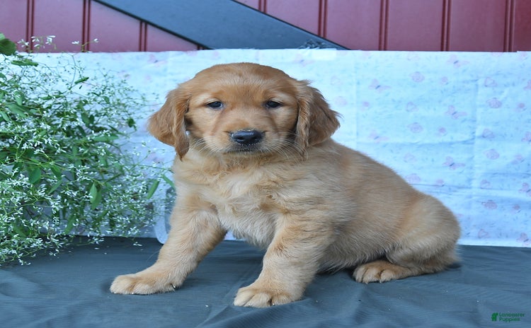 Golden Retriever dogs - Advert 5