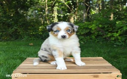 Australian Shepherd dogs for sale: Alyssa - Image 4