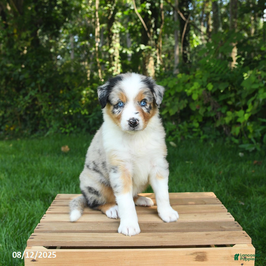 Australian Shepherd dogs for sale: Alyssa - Image 4