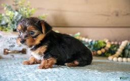 Yorkshire Terrier dogs for sale: Finley - Image 3