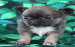 Chihuahua dogs for sale: Dash - Image 1
