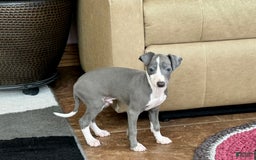 Italian Greyhound dogs for sale: Mj - Image 5