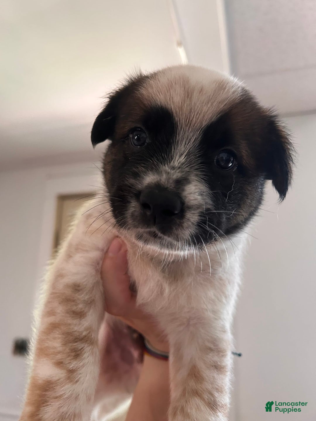 Australian Cattle Dog dogs for sale: Pj - Image 7