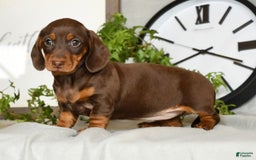 Miniature Dachshund dogs for sale: Heidi - Image 4