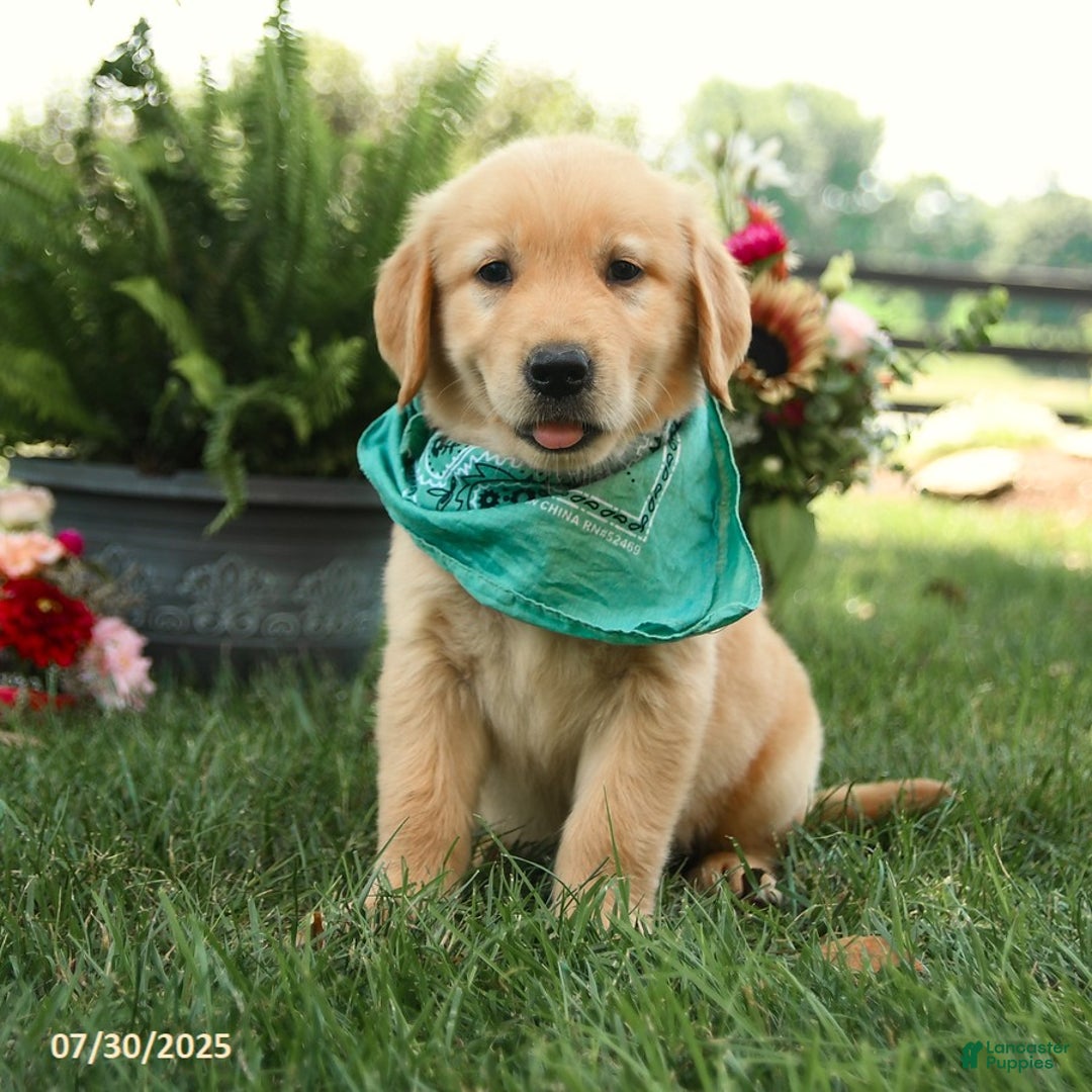 Golden Retriever dogs for sale: Moose - Image 1