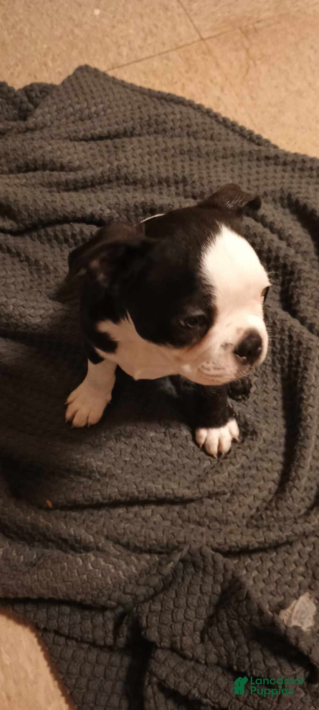 Boston Terrier dogs for sale: 2 Face - Image 2