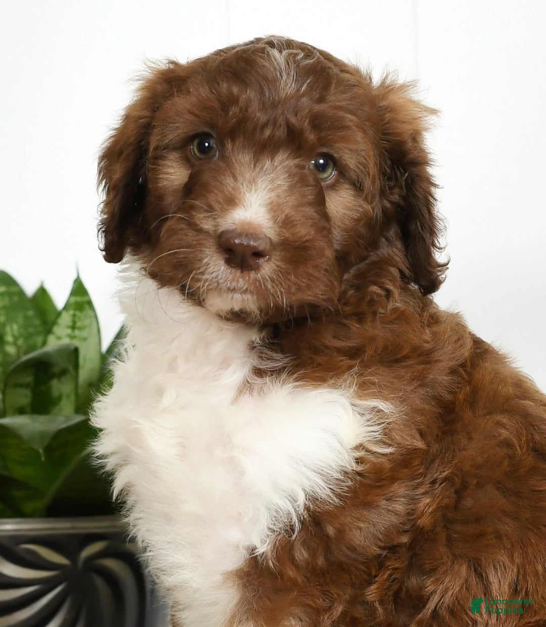 Aussiedoodle dogs for sale: Tammy - Image 7
