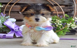 Yorkshire Terrier dogs for sale: Piper - Image 5