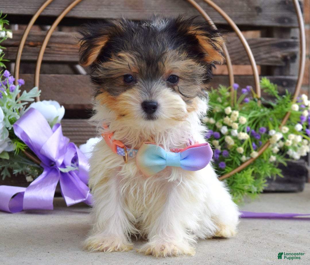 Yorkshire Terrier dogs for sale: Piper - Image 5