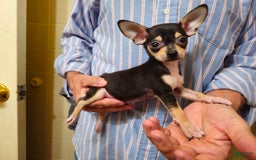 Chihuahua dogs for sale: Elf On The Shelf - Image 1