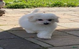 Bichon Frise dogs for sale: Bandit - Image 3
