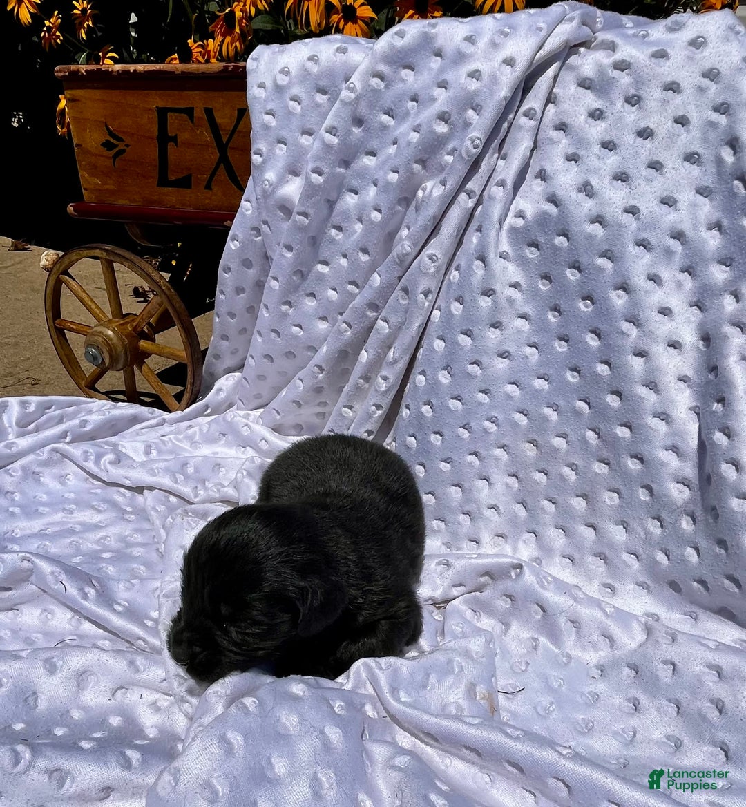 Newfoundland dogs for sale: Ebony❤️Strong - Image 1