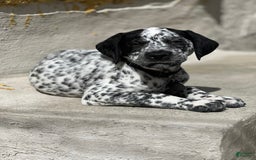 Dalmatian dogs for sale: Ghost - Image 1