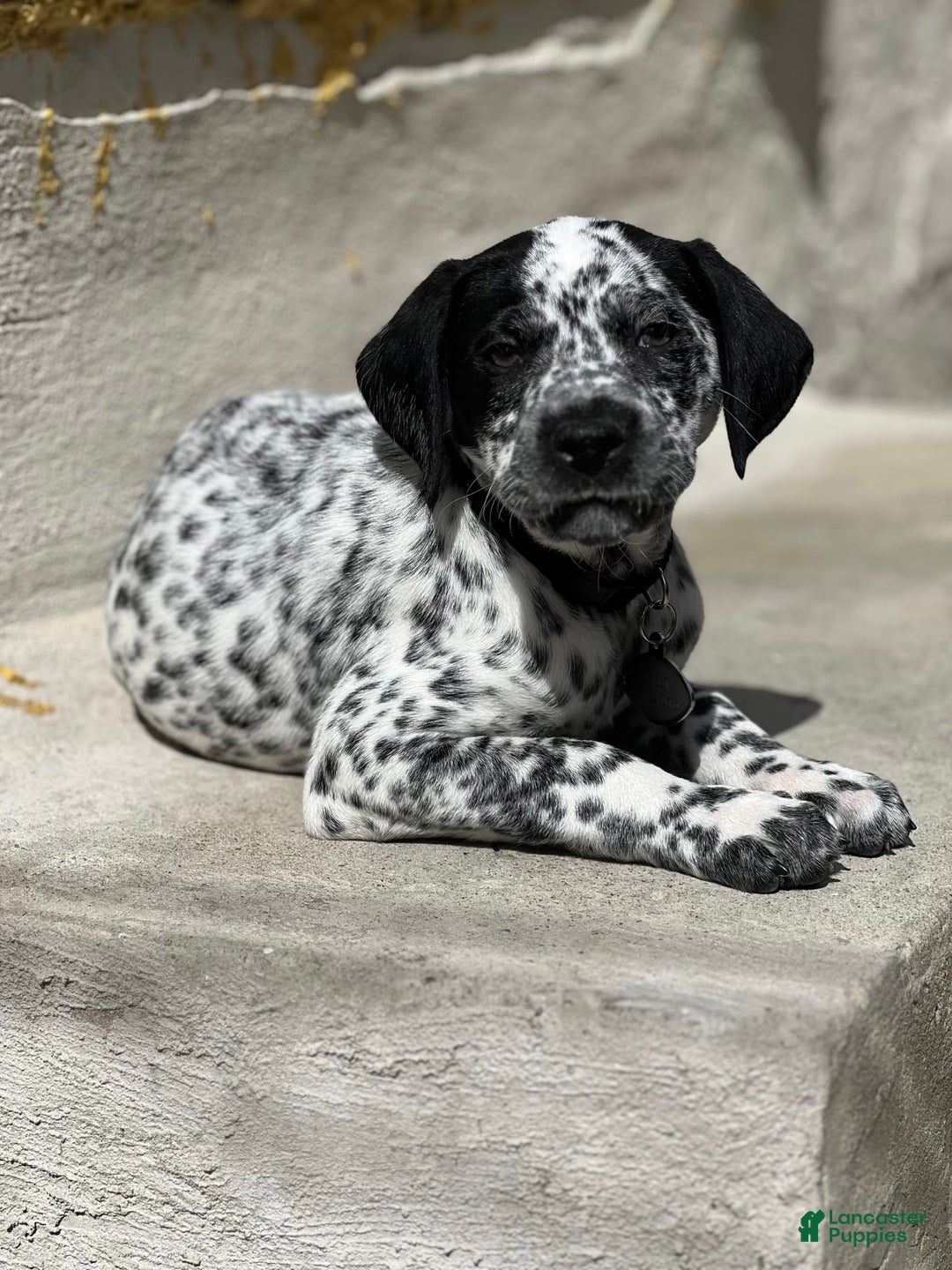 Dalmatian dogs for sale: Ghost - Image 1