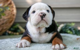 Beabull dogs for sale: Skip - Image 3