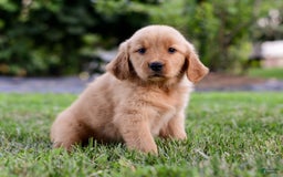 Golden Retriever dogs for sale: Indy - Image 1