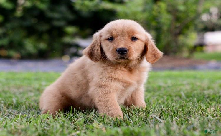 Golden Retriever dogs for sale - Ad 5