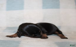 Miniature Dachshund dogs for sale: Mary Mini - Image 7