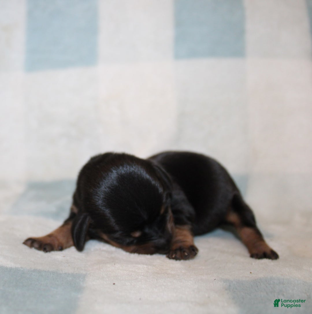 Miniature Dachshund dogs for sale: Mary Mini - Image 7