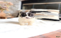 Pomeranian dogs for sale: Jake - Image 2