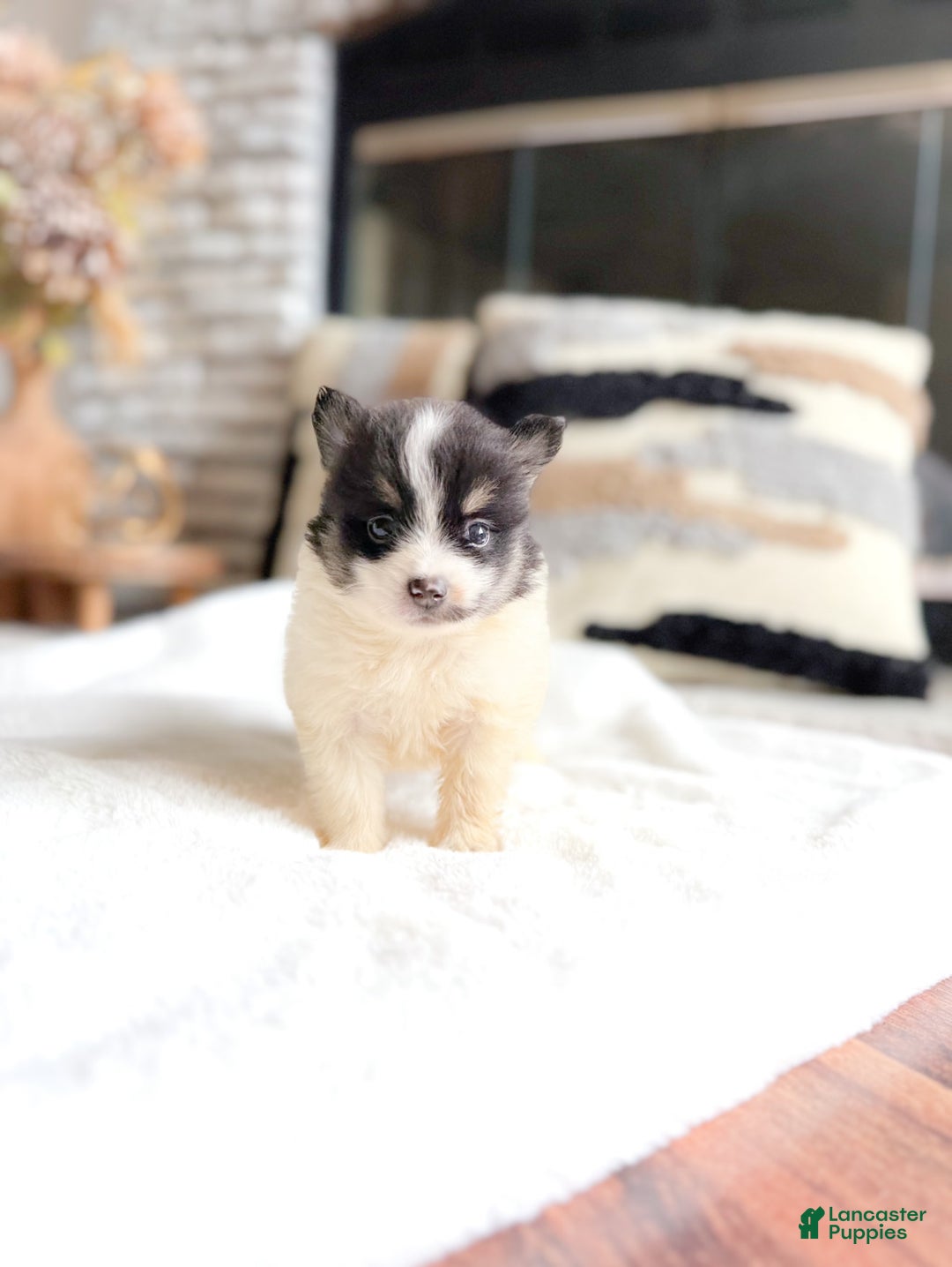 Pomeranian dogs for sale: Jake - Image 2