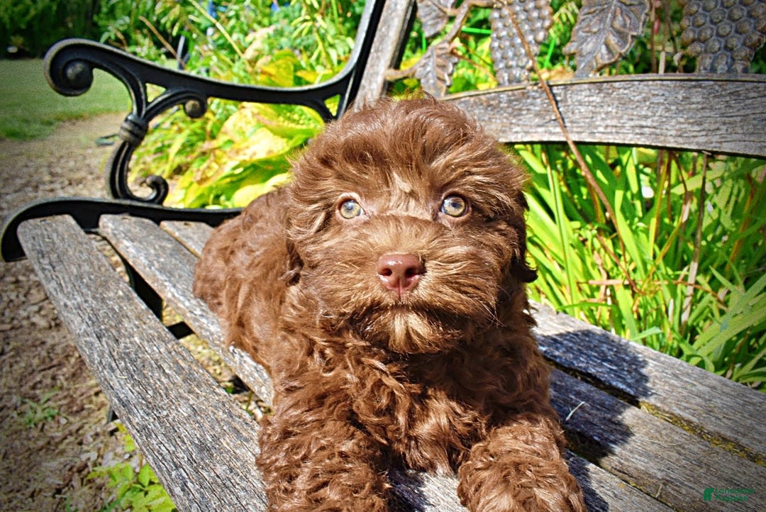 Havapoo dogs for sale: Flower - Image 9