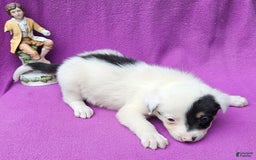 Border Collie dogs for sale: Gumbi - Image 20