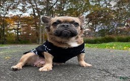 French Bulldog dogs for sale: Simone - Image 2