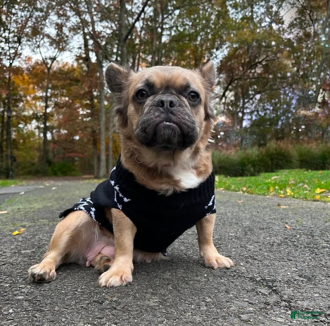 French Bulldog dogs for sale: Simone - Image 2